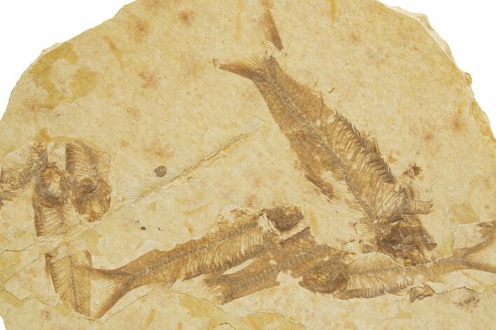 Fossil Fish (Knightia) Mortality Plate - Wyoming #327797